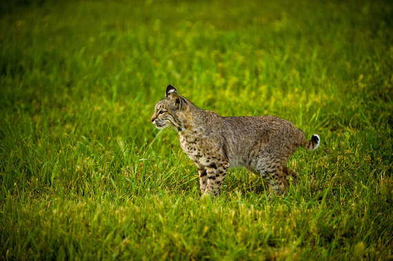 bobcat