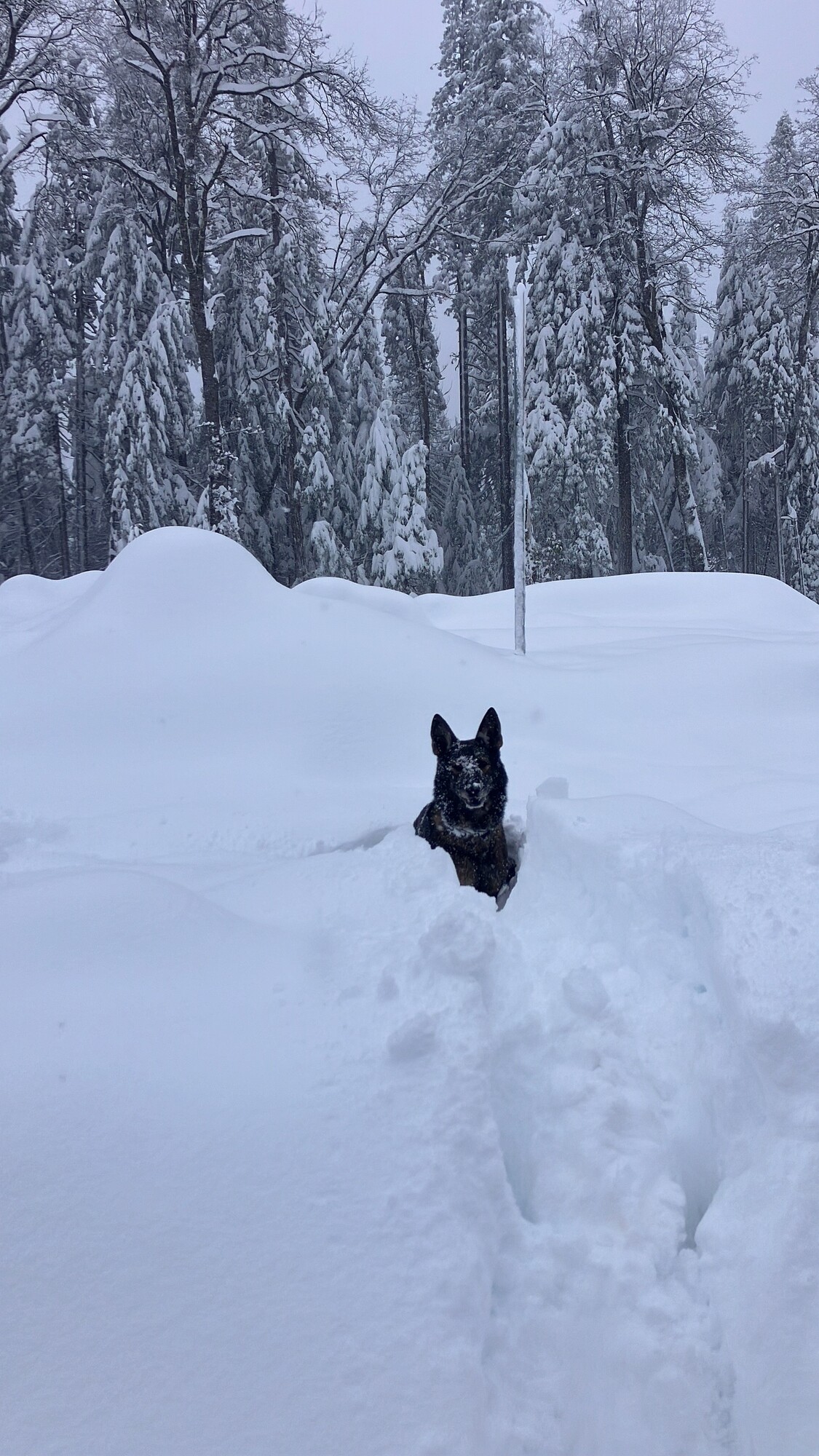 K-9 Yukon