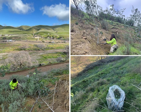 Carnegie State Vehicular Recreation Area Tobacco Invasive Plant Removal Greater Valley Conservation Corps Youth Members