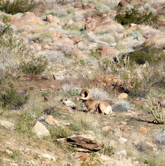 Anza-Borrego Desert State Park  A bighorn ram relaxing in Borrego Palm Canyon