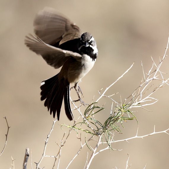 Anza-Borrego Desert State Park  A black-chinned sparrow taking flight