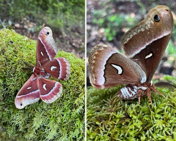 Portola Redwoods State Park  The moths are back in the park!