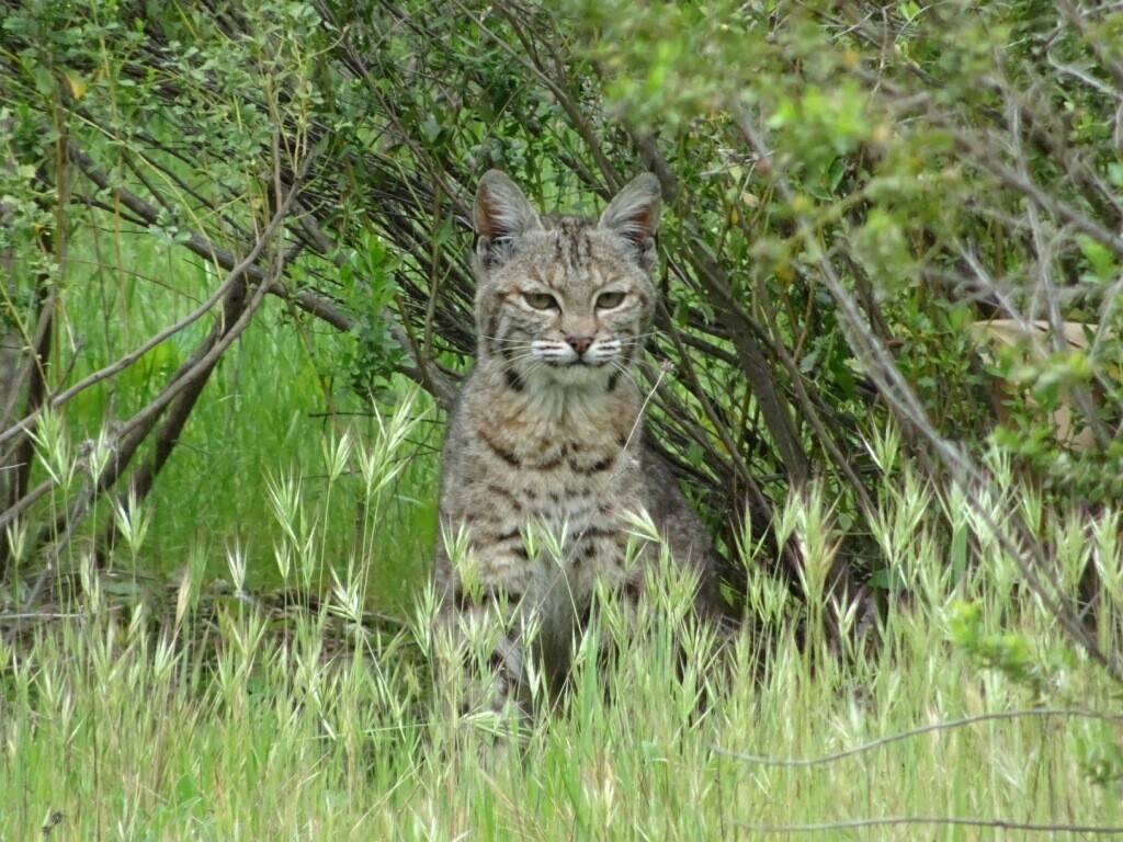 Hollister Hills State Vehicular Recreation Area  A bobcat
