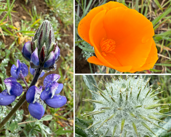 Mount Tamalpais SP_flowers collage
