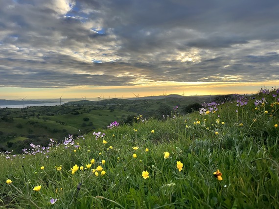Pacheco SP_wildflowers