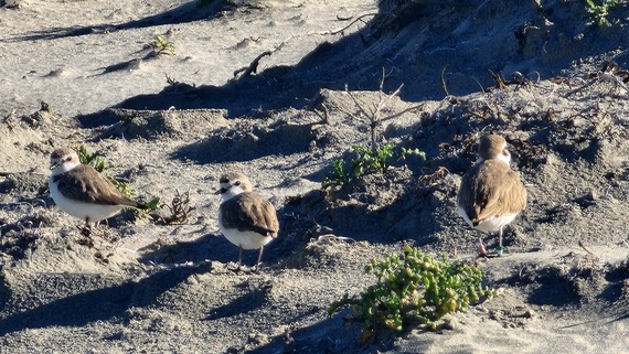 Silver Strand SB snowy plover