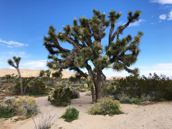 Western Joshua tree in bloom with flowers