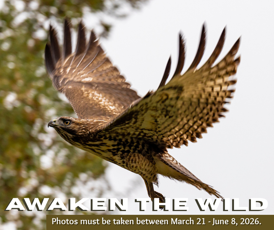 Awaken the Wild Photo Contest Graphic