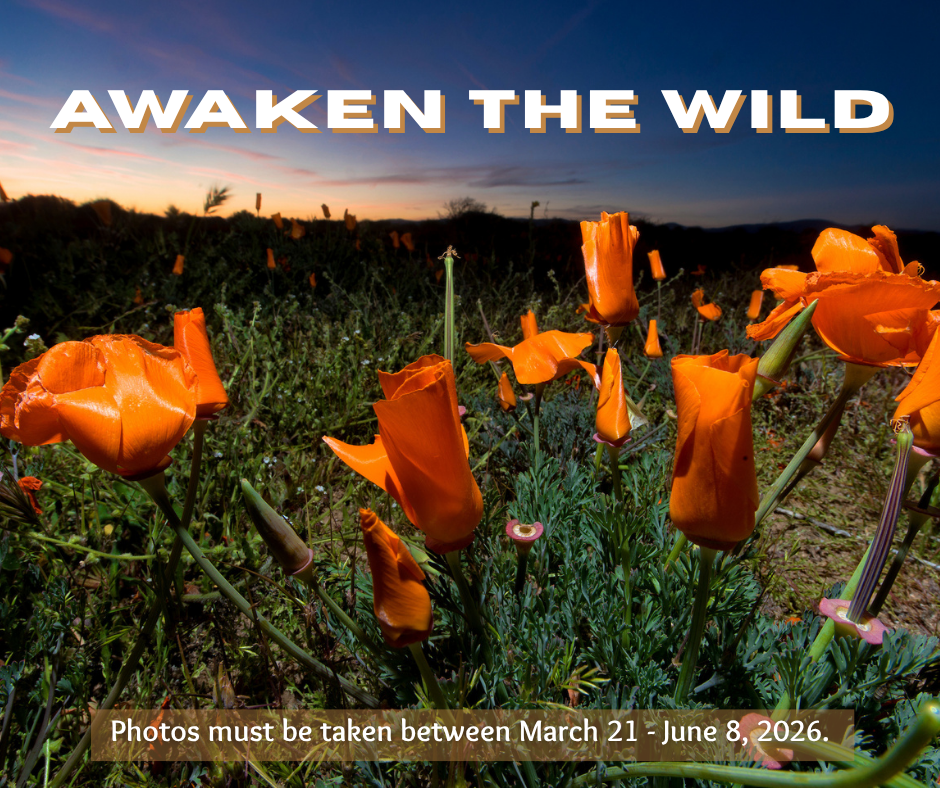 Awaken the Wild Photo Contest Graphic