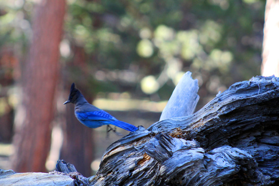 Stellar Jay Mount San Jacinto State Park