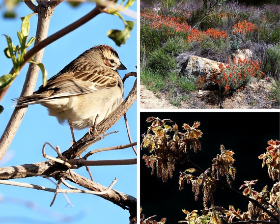 Cuyamaca Rancho State Park paintbrush blooming lark sparrow backlit black oak leaves