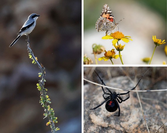 Anza-Borrego Desert State Park Loggerhead Shrike Ocotillo Painted Lady Butterfly Female Black Widow.
