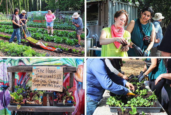 People working in a community garden