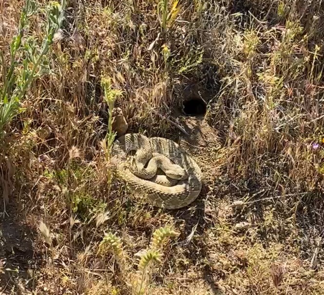 Antelope Valley California Poppy Reserve State Natural Mojave Rattlesnake Facebook Live