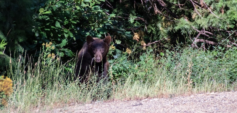 A black bear peeks out from dense foliage.