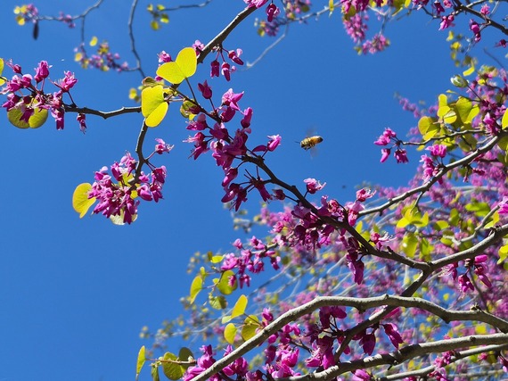 Sutter's Fort State Historic Park Bee Redbud Tree