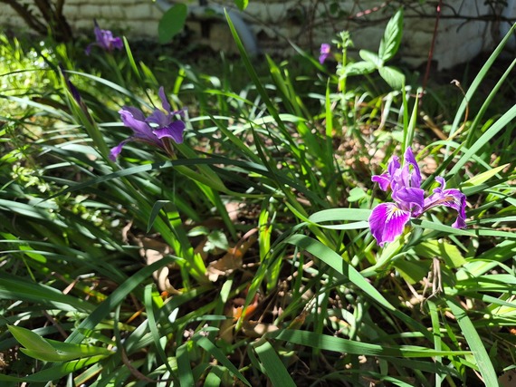 State Indian Museum State Historic Park Iris blooms afternoon