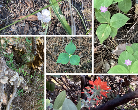 wildflowers at Mount Tam SP