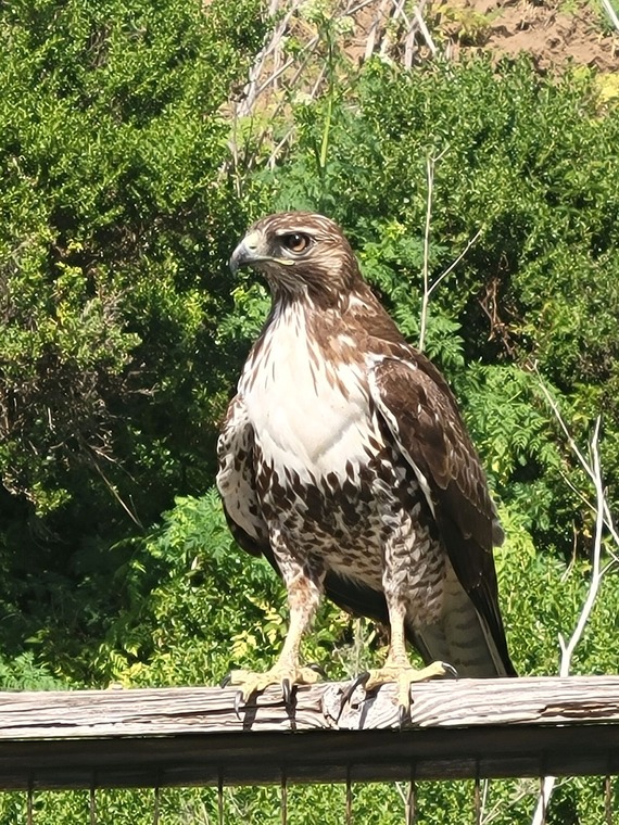 Manresa State Beach Hawk on Fence