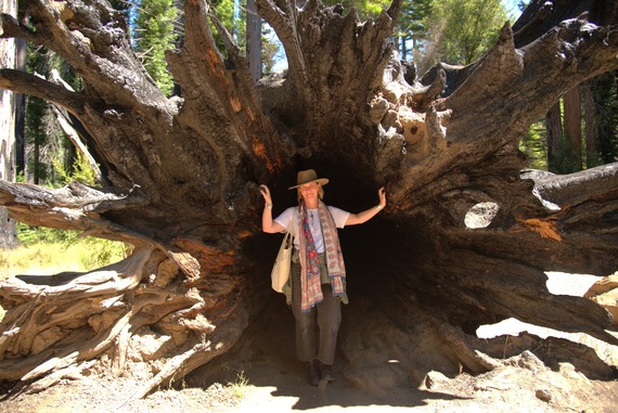 Parks California Kindley Lawlor Big Basin Redwoods State Park
