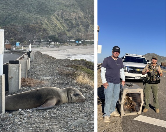 Point Mugu State Park Sea Lion Pup Rescue Peace Officer Pacific Coast Highway