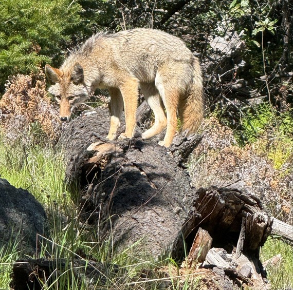 Mount Tamalpais State Park A coyote keeps a wary eye on hikers on the Matt Davis Trail
