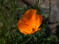 poppy