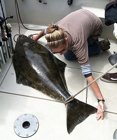 Person measuring large fish on boat