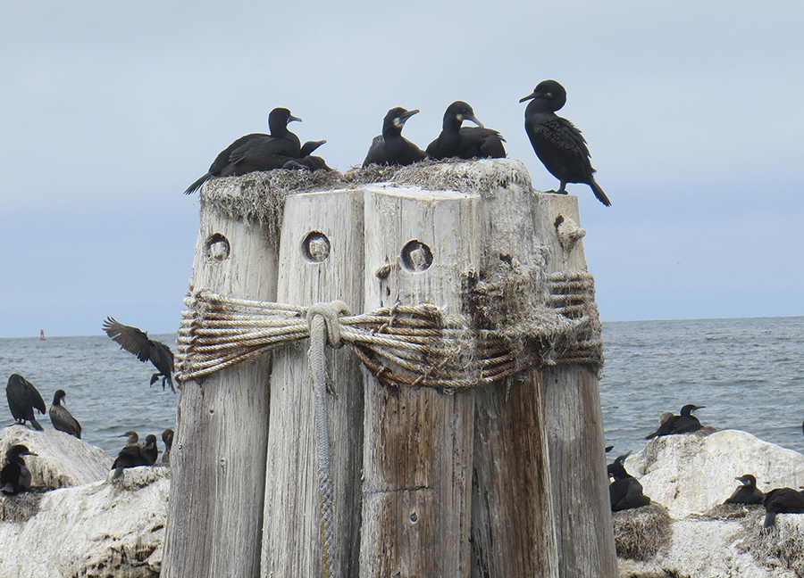 Seabirds on coast. CDFW photo