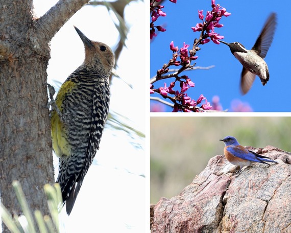 Cuyamaca Rancho State Park Williamson's sapsucker female Costa's hummingbird feeding on a western red bud. A western bluebird male boulder.