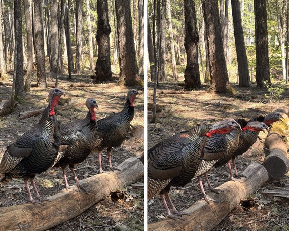 Castle Crags State Park Wild Turkeys
