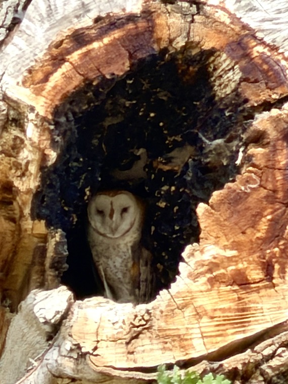 Carnegie State Vehicular Recreation Area resident barn owl