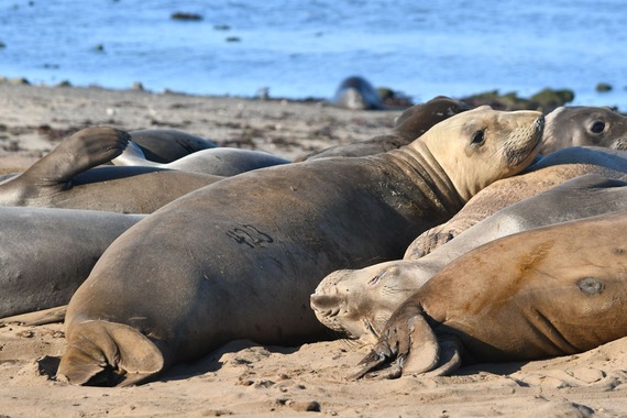 Año Nuevo Preserve Reopens Elephant Seals