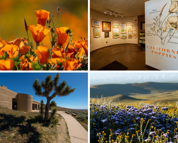 Poppy Reserve collage