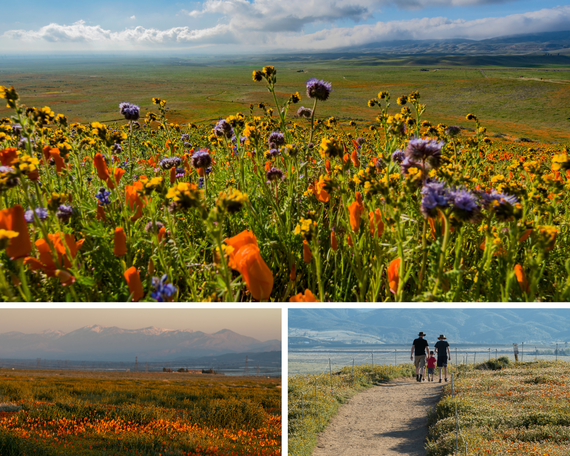 Antelope Valley California Poppy Reserve collage