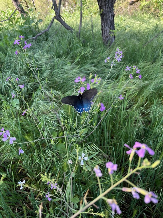 Butterfly at Howe Avenue River Access