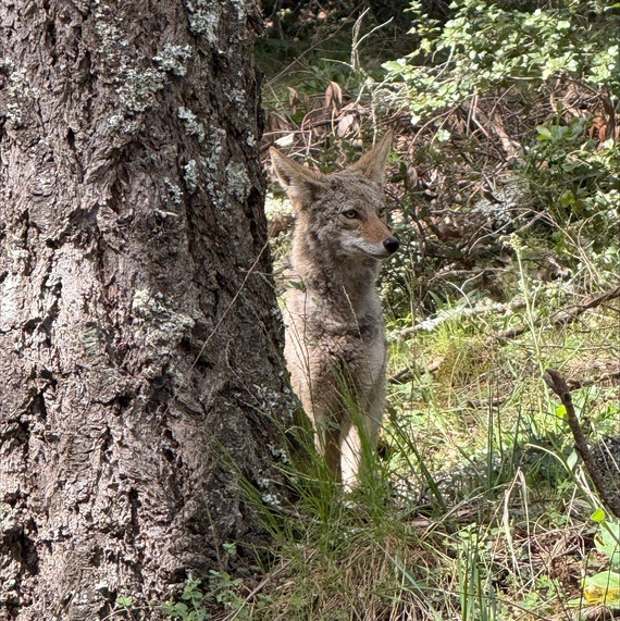 Mount Tamalpais State Park Coyote Tree