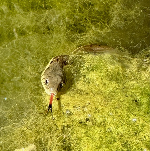 Torrey Pines State Natural Reserve Garter Snake in Water