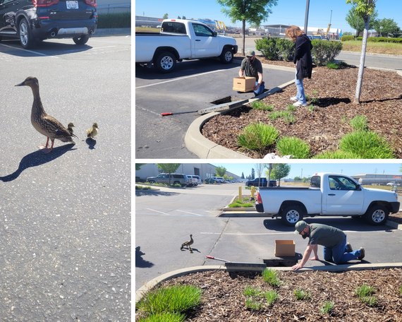 Duck rescue collage