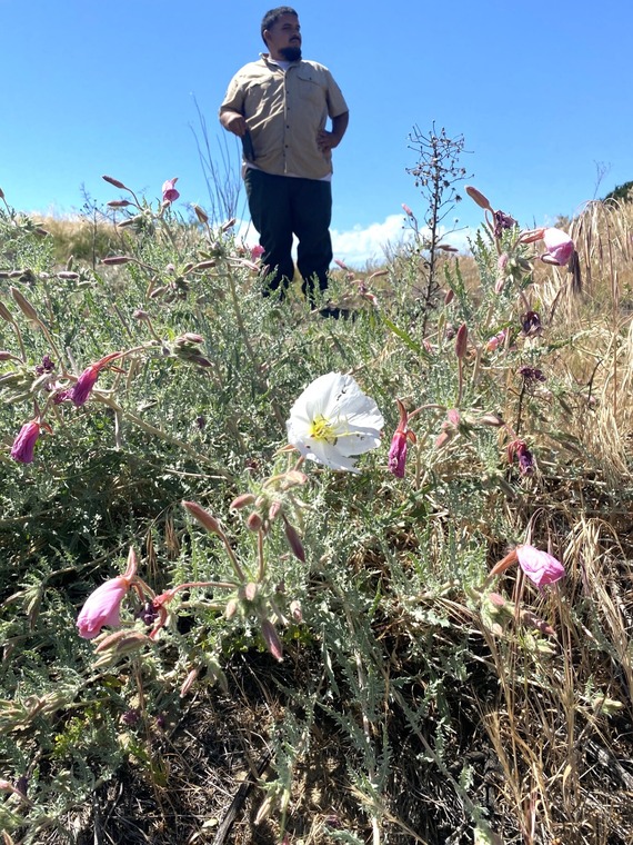 Brannan Island State Recreation Area  critically endangered Antioch Dune Evening Primrose