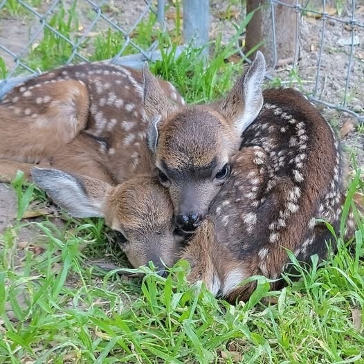 Newborn fawns rest in short grass.