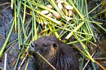 A nutria nibbles on reeds