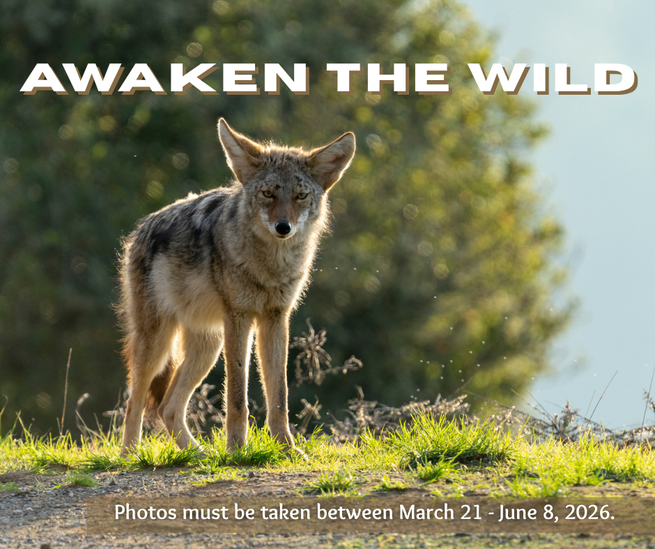 Awaken the Wild Photo Contest Coyote Graphic