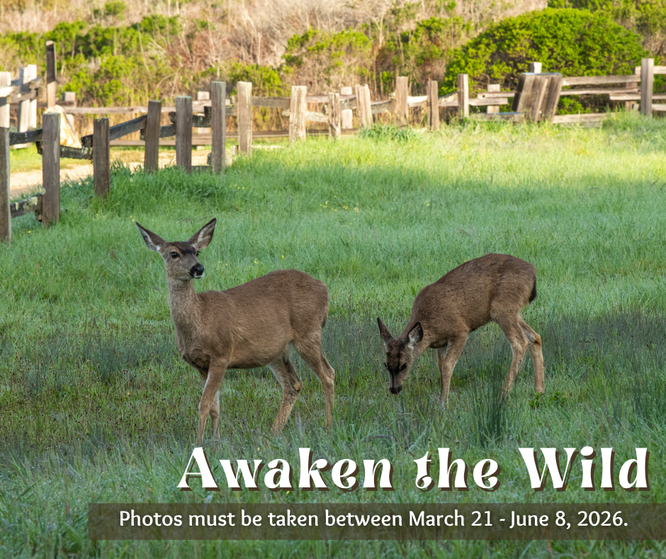 Awaken the Wild Photo Contest Deer Graphic