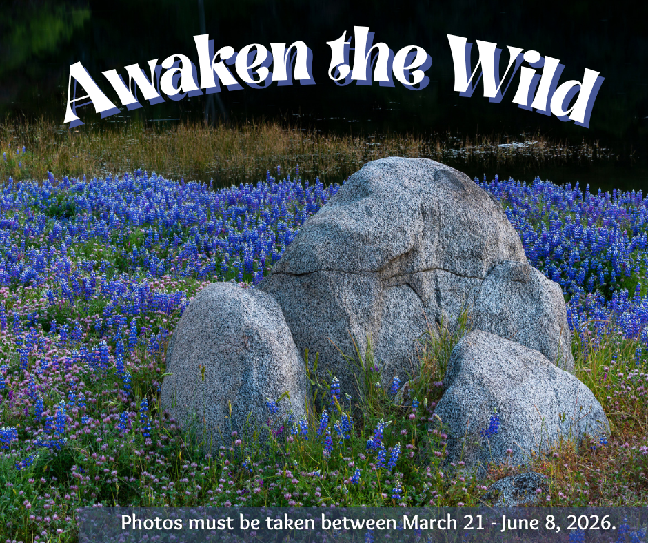 Awaken the Wild Photo Contest Blue Flowers with Rocks Graphic
