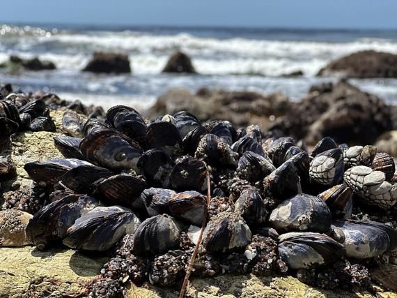 California mussels. CDFW photo by C. Makeyev