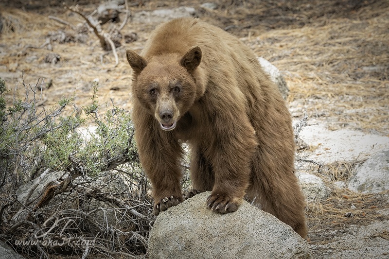 Photo: A black bear in Tahoe.