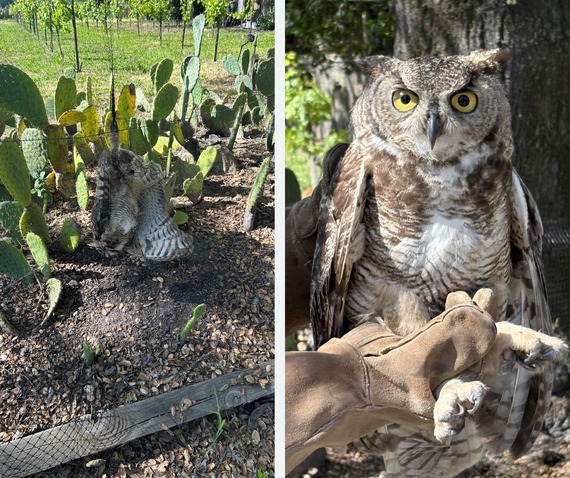 Owl Rescue at Sonoma State Historic Park