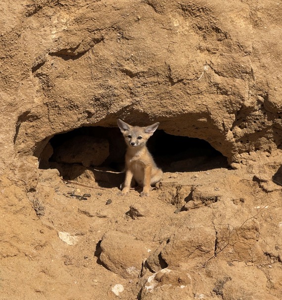 Onyx Ranch State Vehicular Recreation Area Kit Fox Den