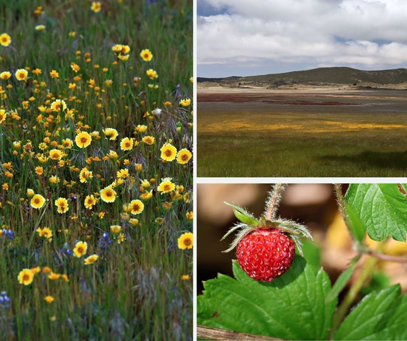 Cuyamaca Rancho State Park tidy tips in the grass landscape wild strawberry